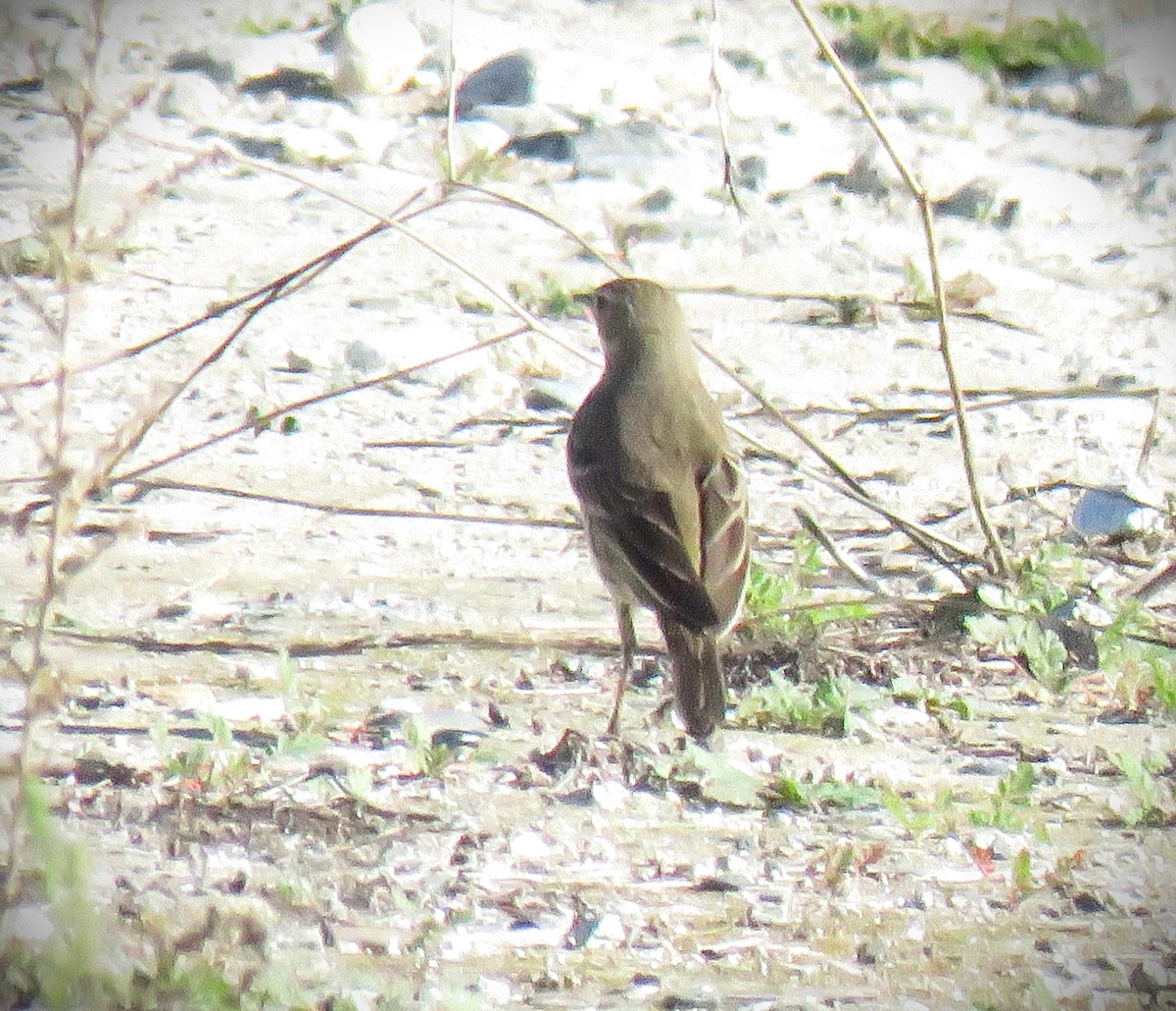 Spioncello del Pacifico - ML646484876