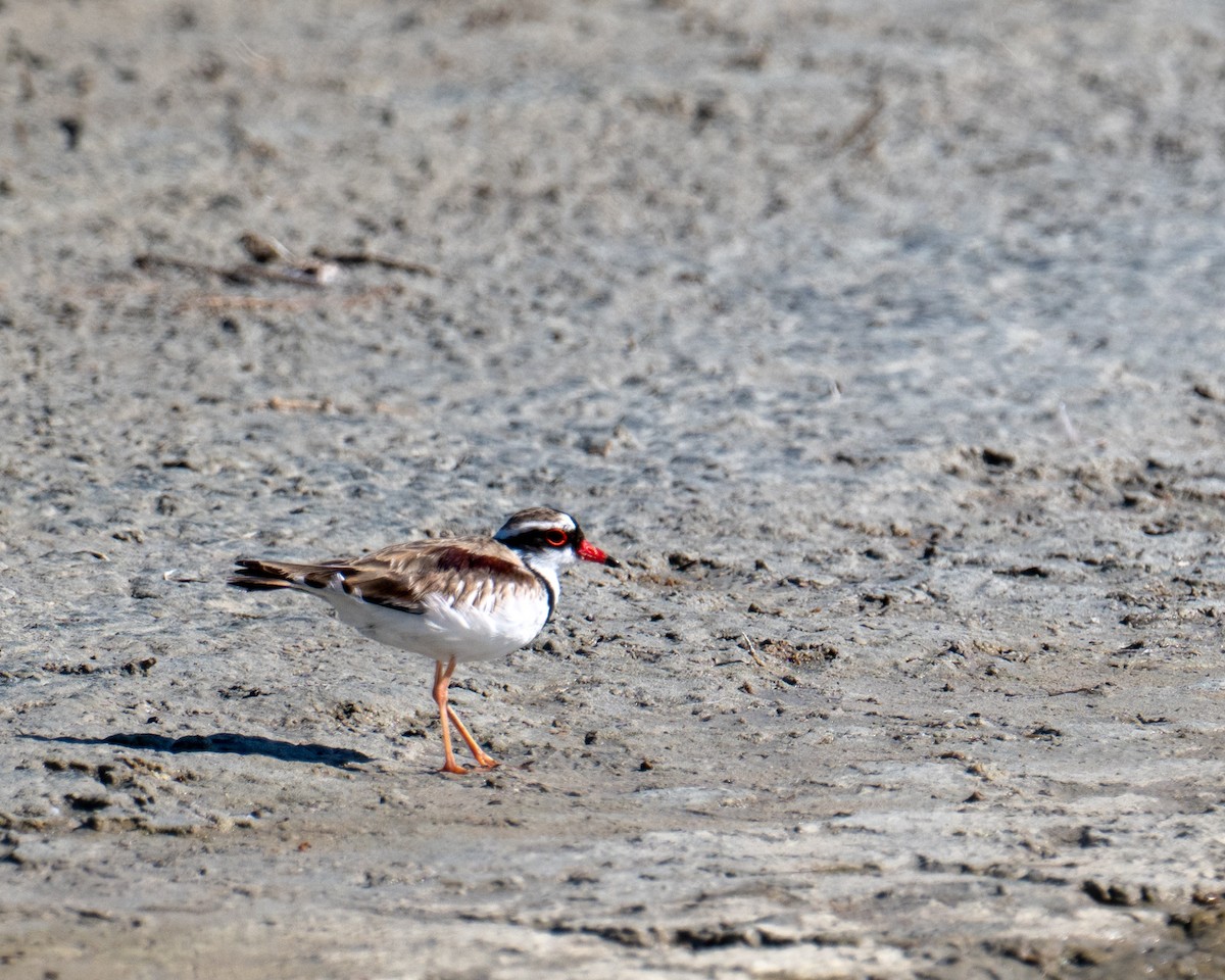 Black-fronted Dotterel - ML646484879