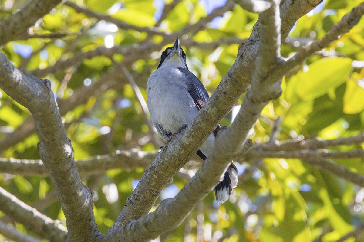 Gray Butcherbird - ML646484880