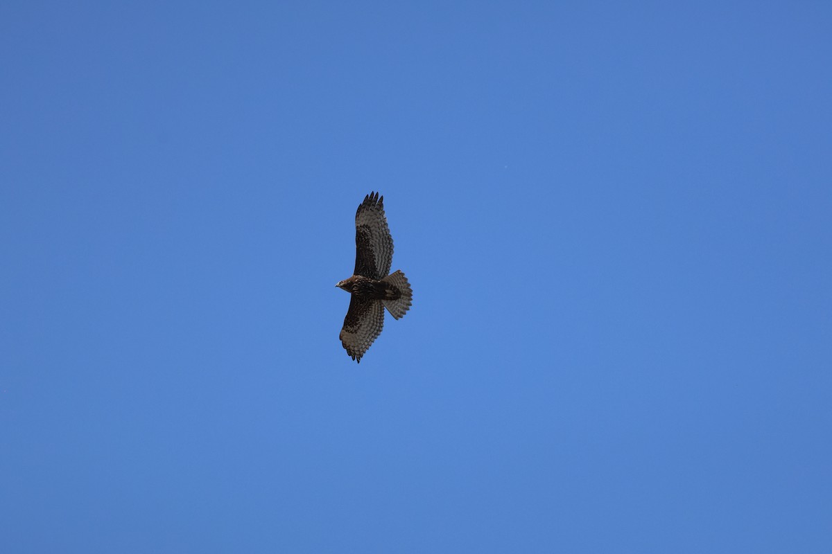 káně rudochvostá (ssp. harlani) - ML646484881