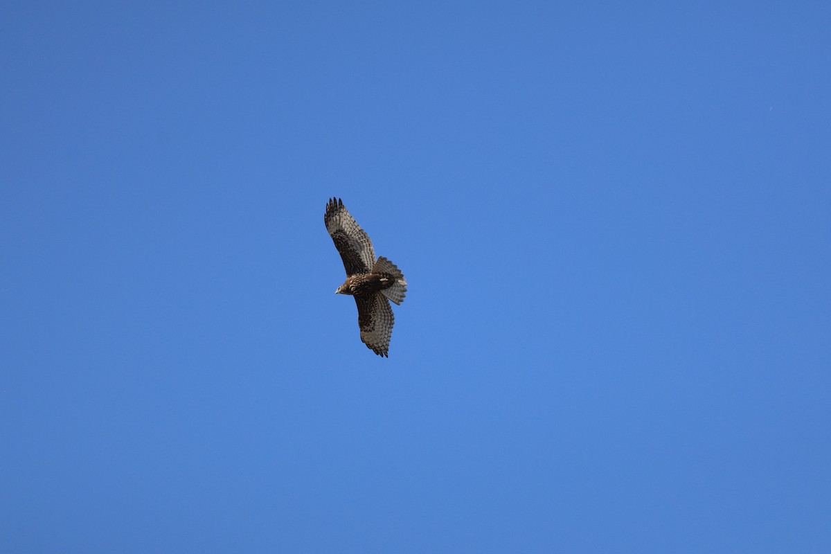 káně rudochvostá (ssp. harlani) - ML646484882