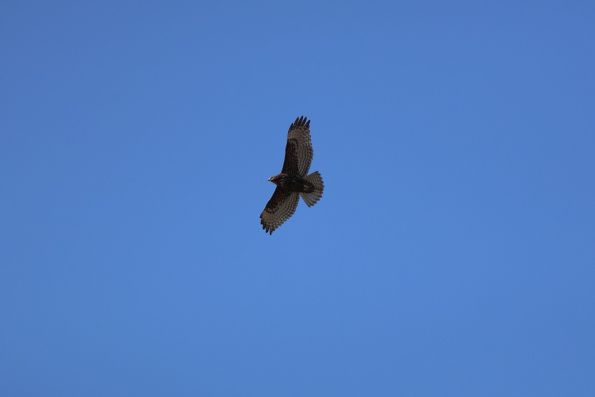 káně rudochvostá (ssp. harlani) - ML646484883