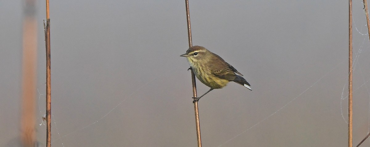 Paruline à couronne rousse - ML646484885