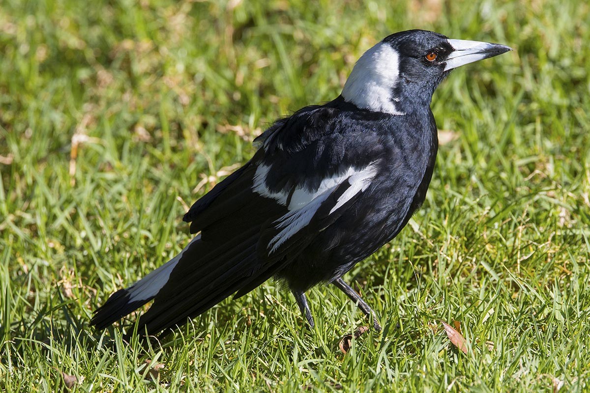 Australian Magpie - ML646484886