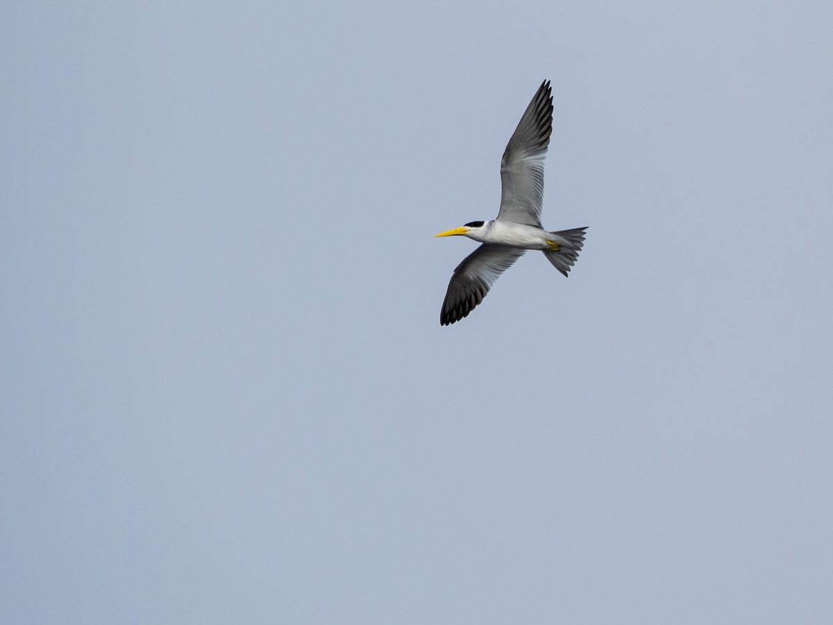 オオハシアジサシ - ML646484893