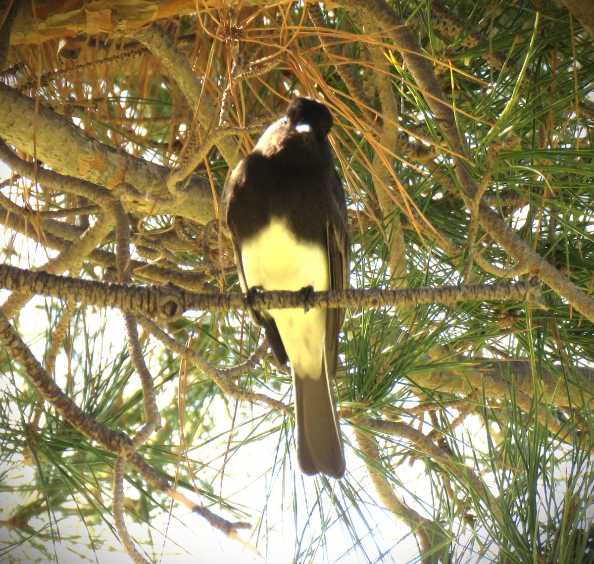 Black Phoebe - ML646484895