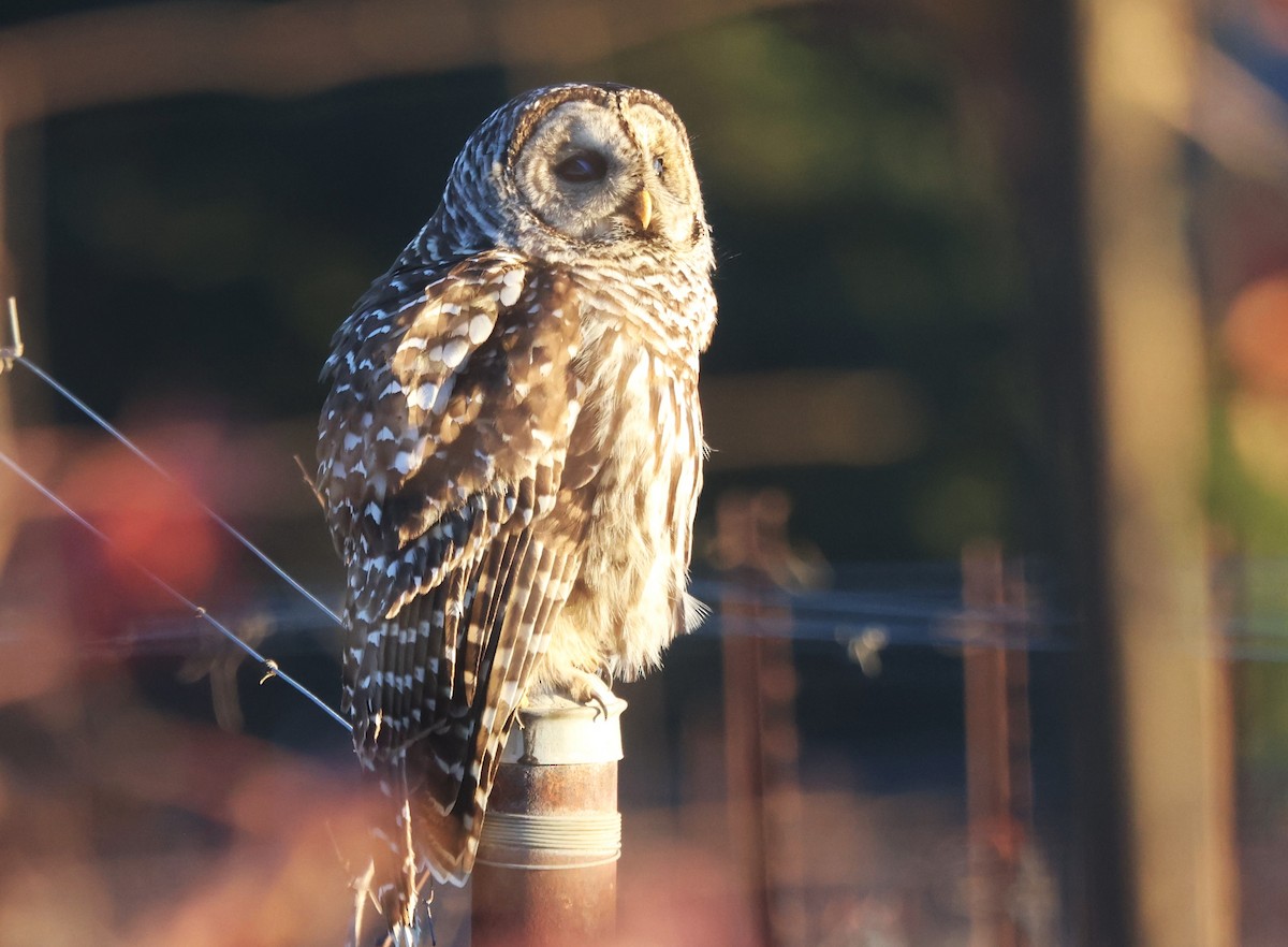 Streifenkauz - ML646484896