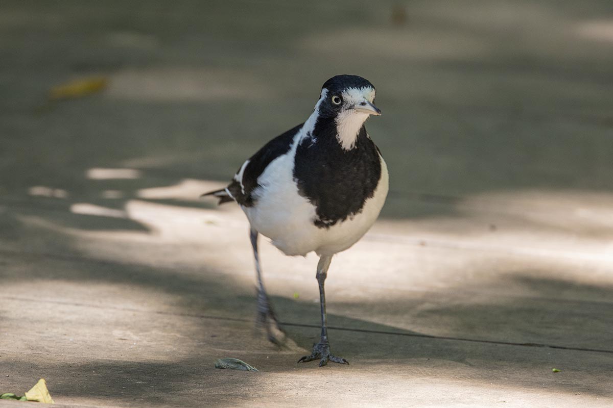 Magpie-lark - ML646484897