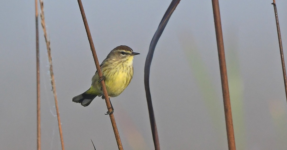 Paruline à couronne rousse - ML646484898
