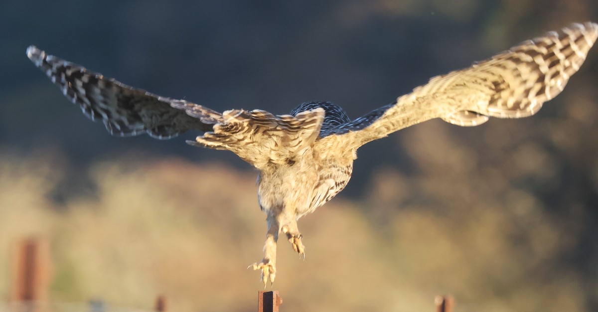 Streifenkauz - ML646484901