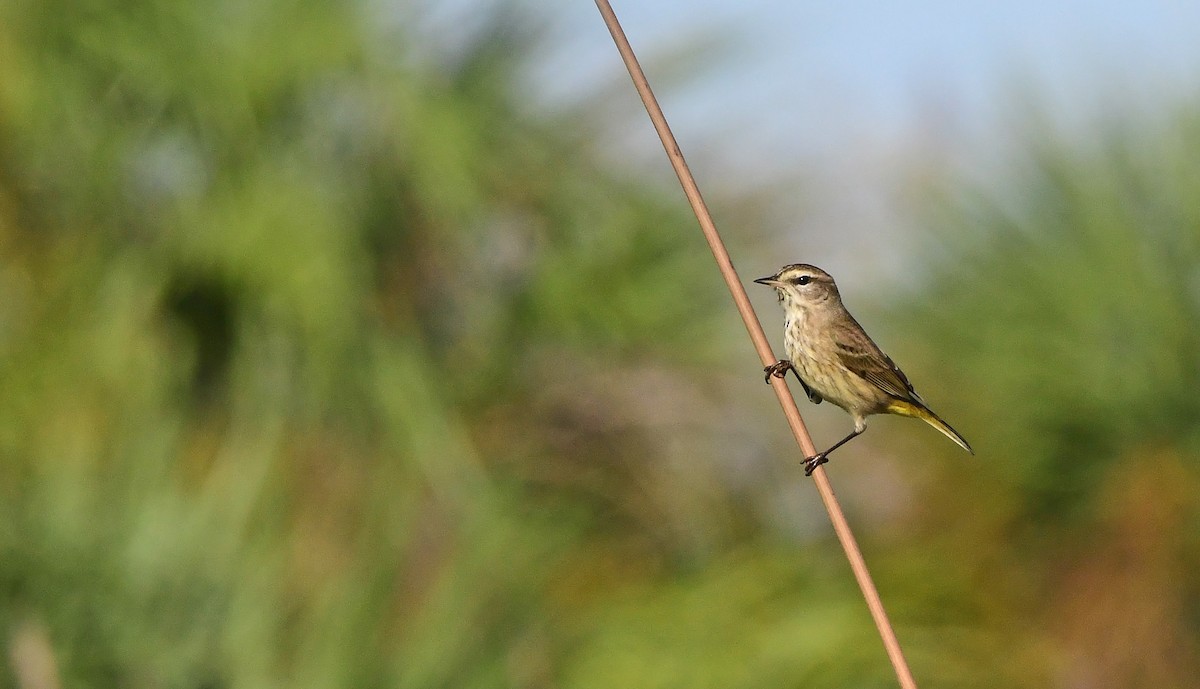 Paruline à couronne rousse - ML646484903