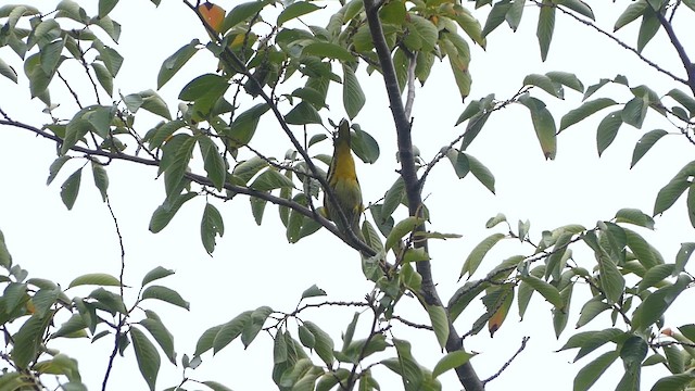 Black-naped Oriole - ML646484910