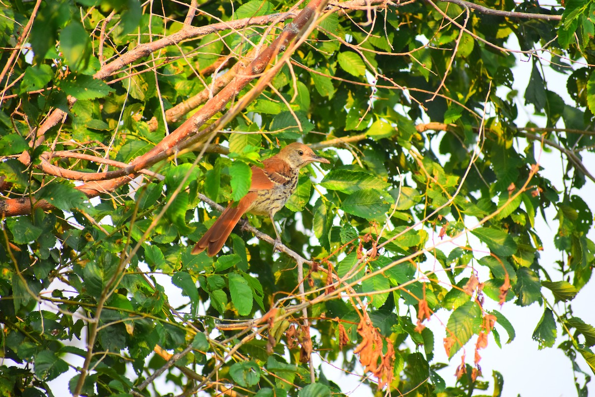 Kahverengi Çöpçü - ML646484911