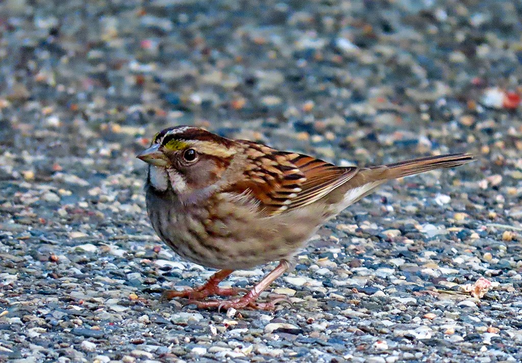 White-throated Sparrow - ML646484912