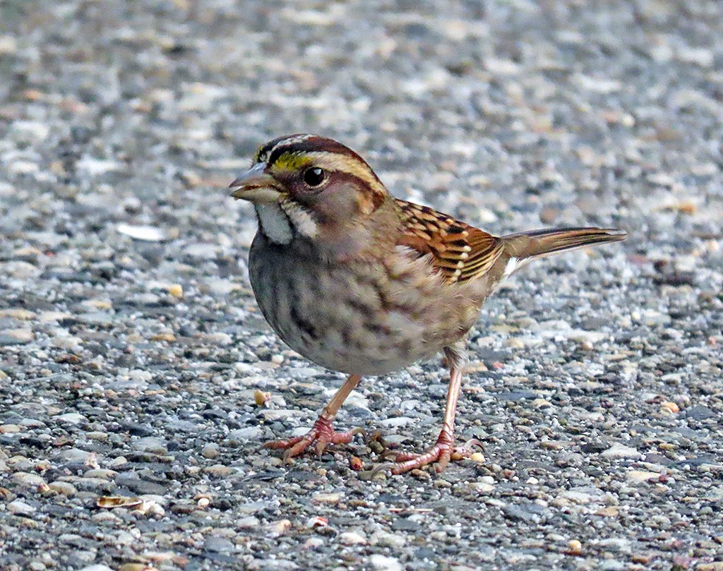 White-throated Sparrow - ML646484913