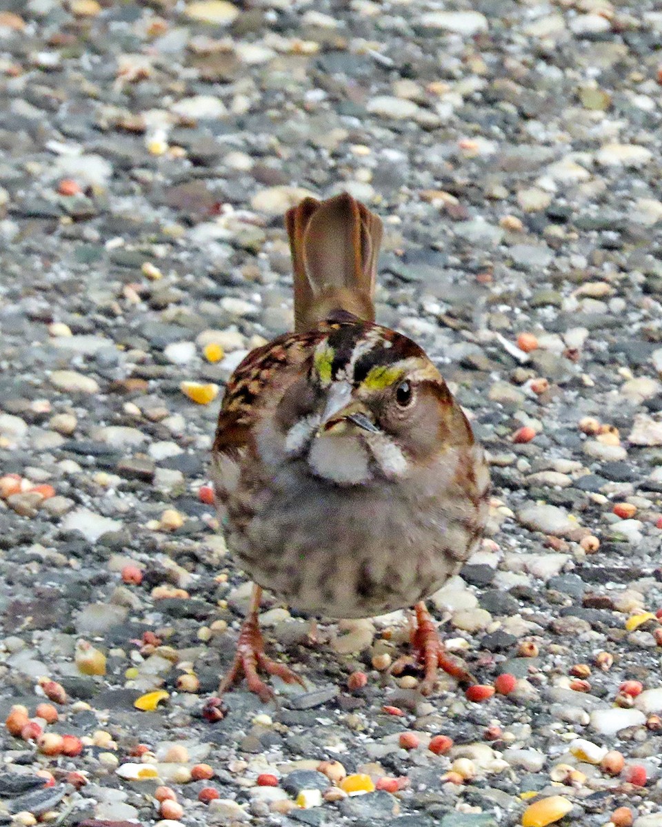 White-throated Sparrow - ML646484914