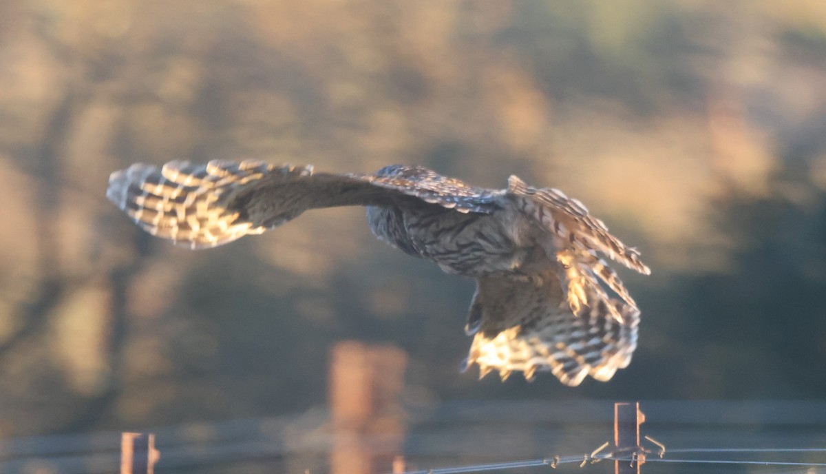 Streifenkauz - ML646484915