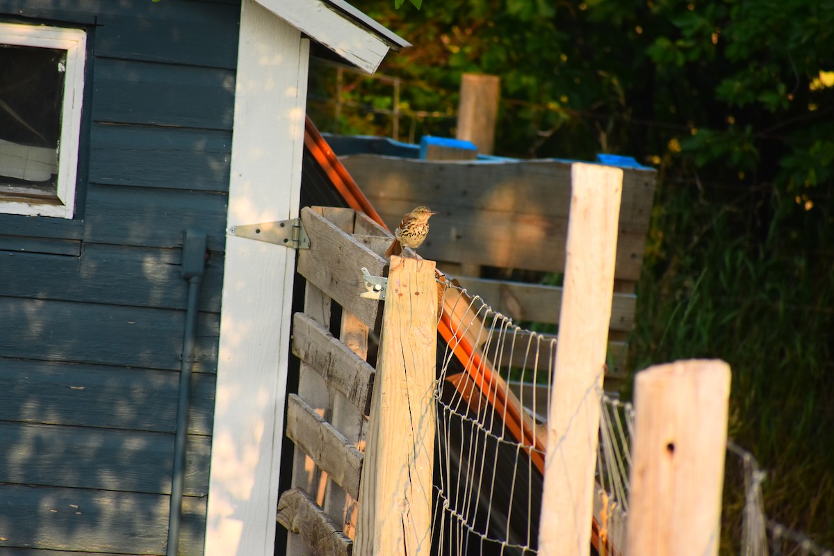 Kahverengi Çöpçü - ML646484916