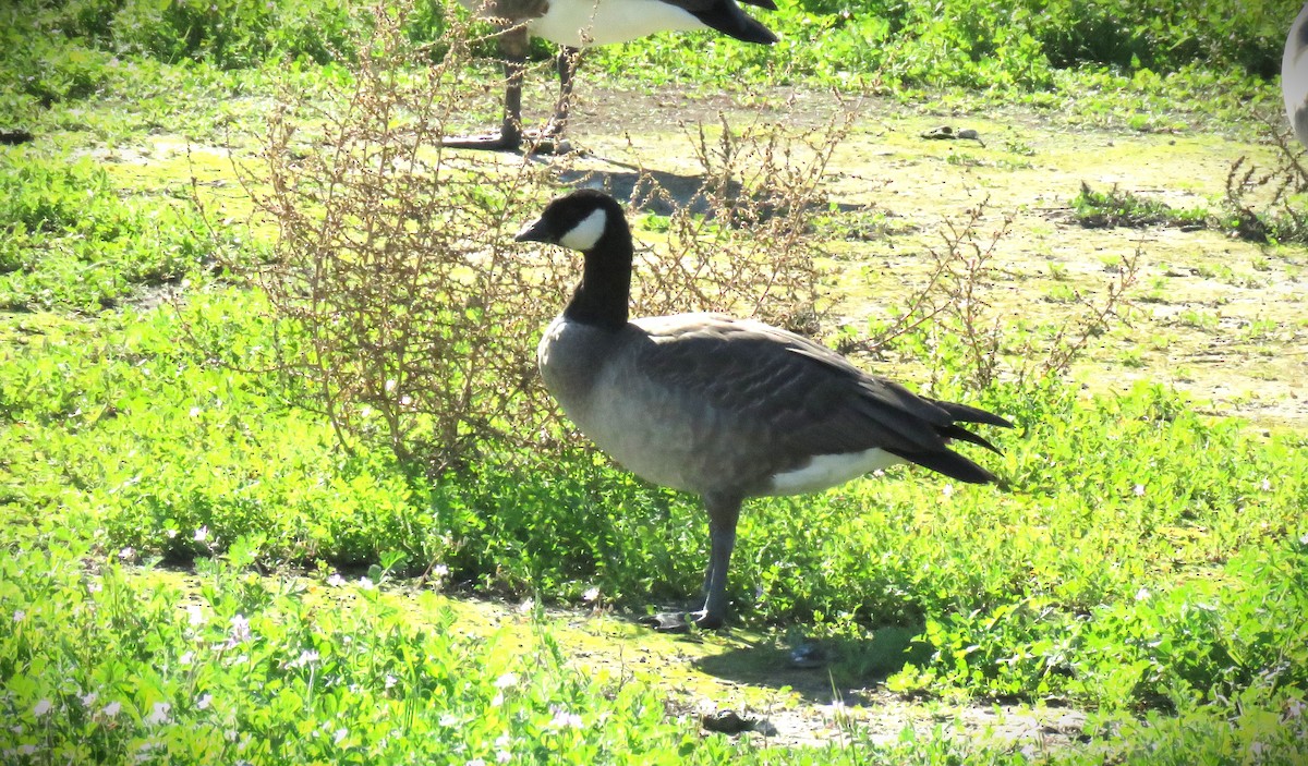 Oca canadese minore - ML646484917