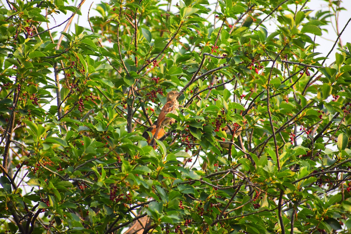 Kahverengi Çöpçü - ML646484919