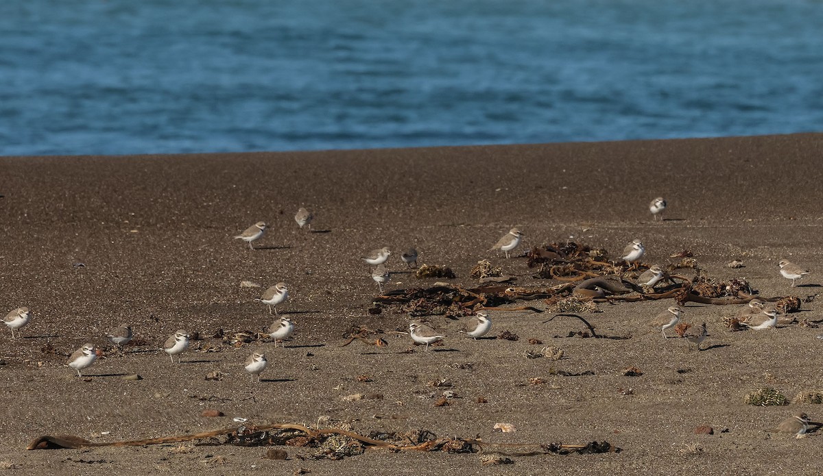 Snowy Plover - ML646484920
