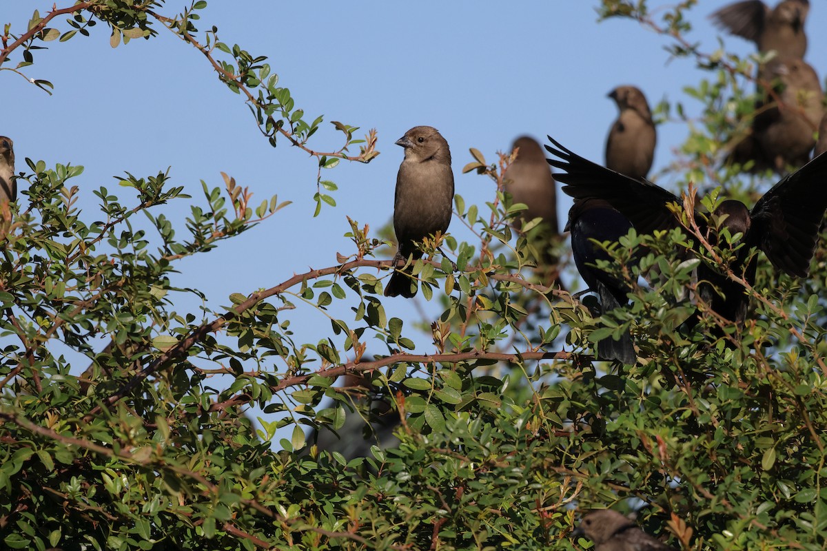 Braunkopf-Kuhstärling - ML646484921