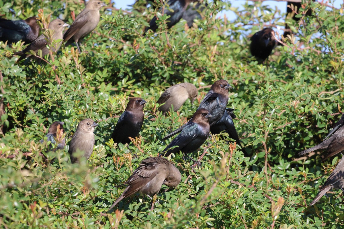 Braunkopf-Kuhstärling - ML646484922