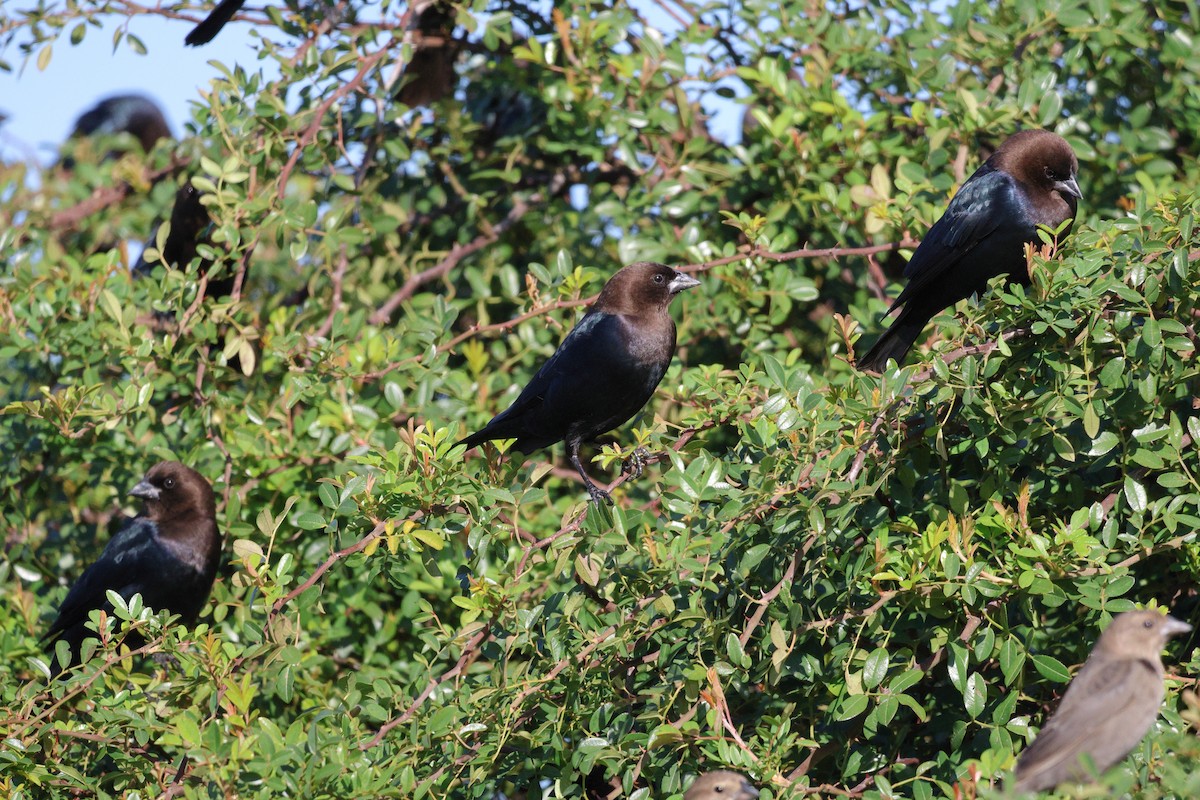 Braunkopf-Kuhstärling - ML646484923