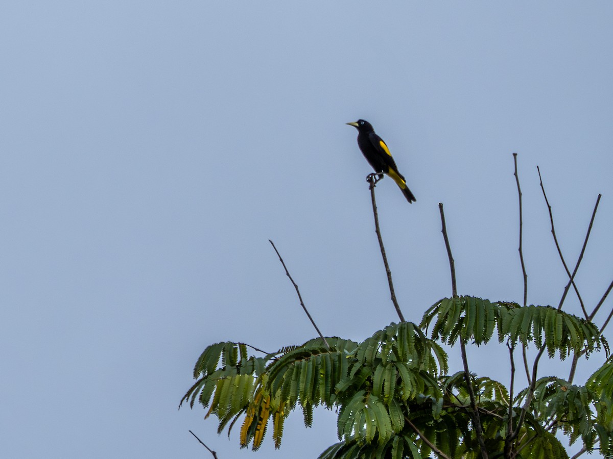 キゴシツリスドリ - ML646484925