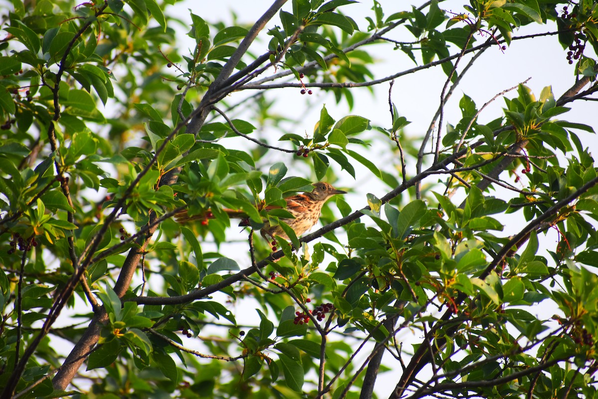 Kahverengi Çöpçü - ML646484926