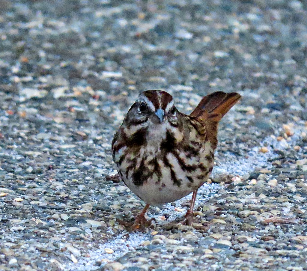 Song Sparrow - ML646484927