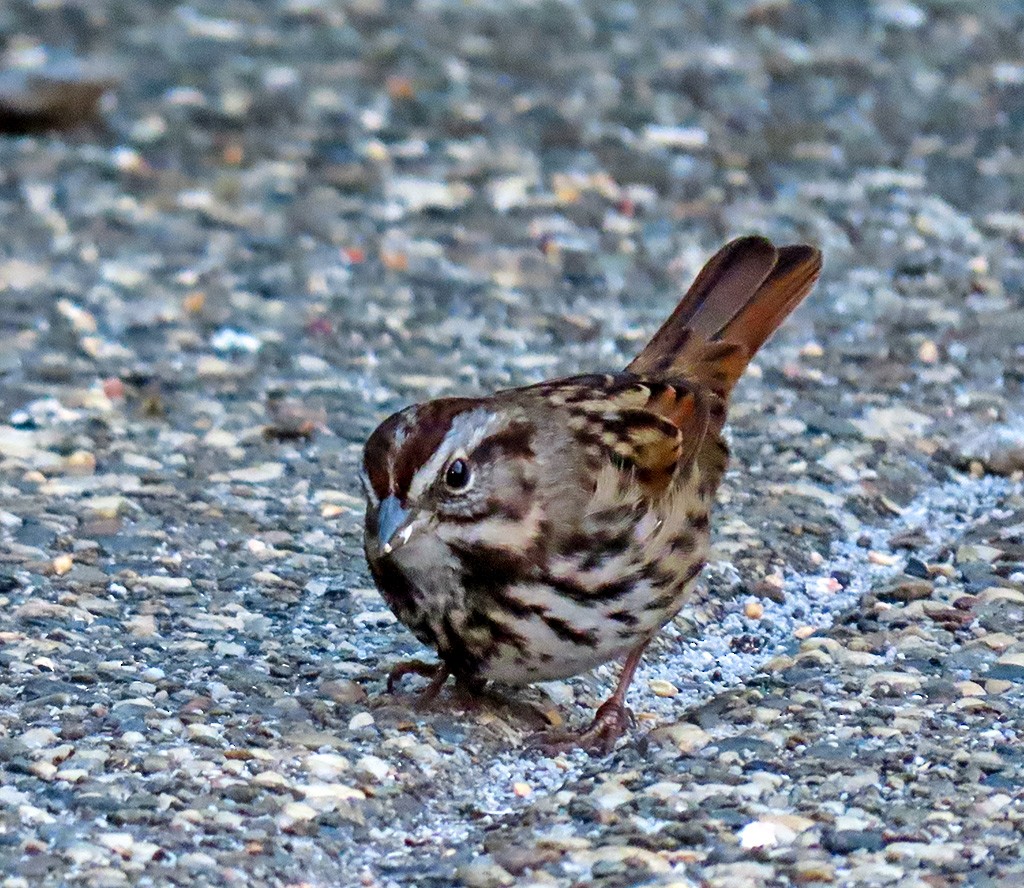 Song Sparrow - ML646484928