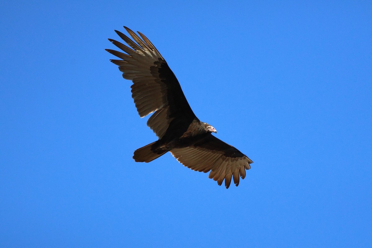 kondor krocanovitý - ML646484930