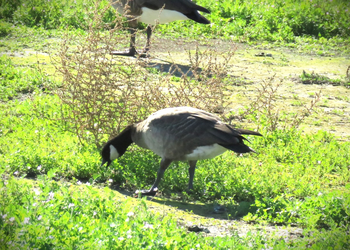 Oca canadese minore - ML646484932