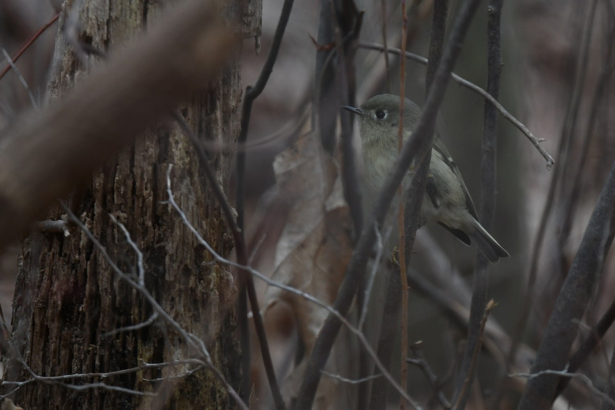 Ruby-crowned Kinglet - ML646484934