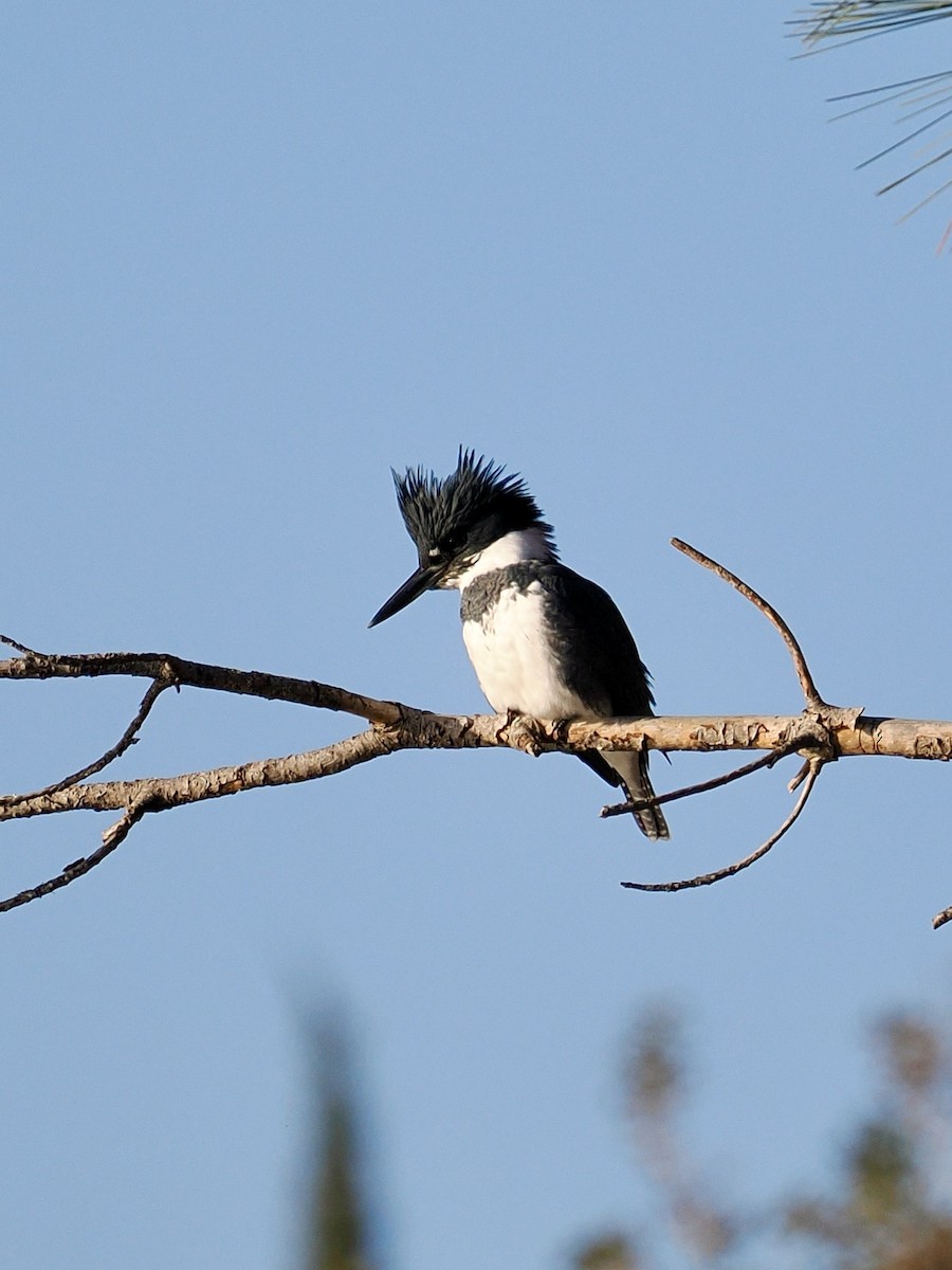 Belted Kingfisher - ML646484938