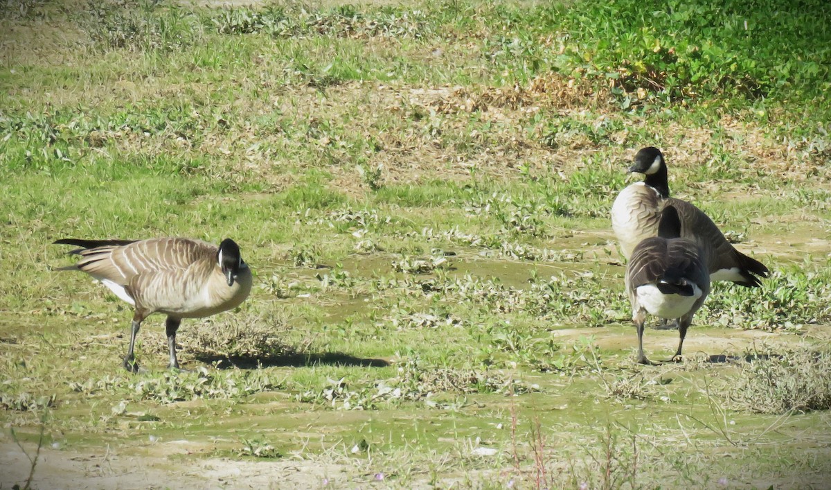 Oca canadese minore - ML646484940