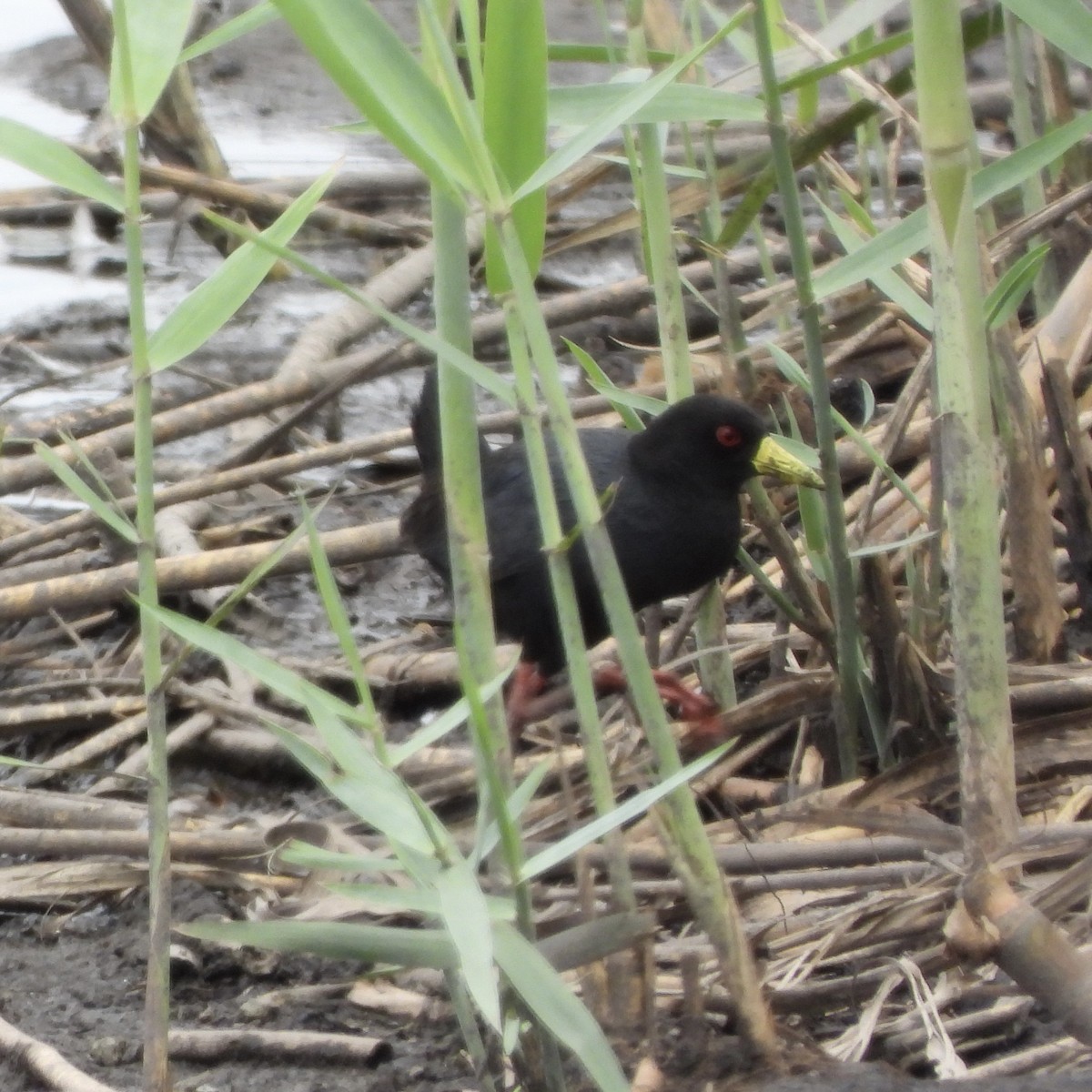 svartrikse - ML646484941