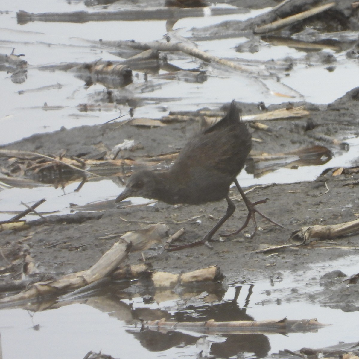 svartrikse - ML646484942