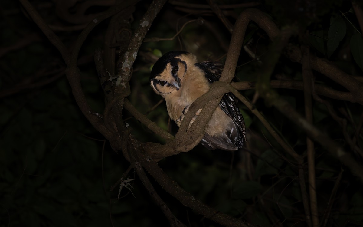 Mochuelo Canela - ML646484943