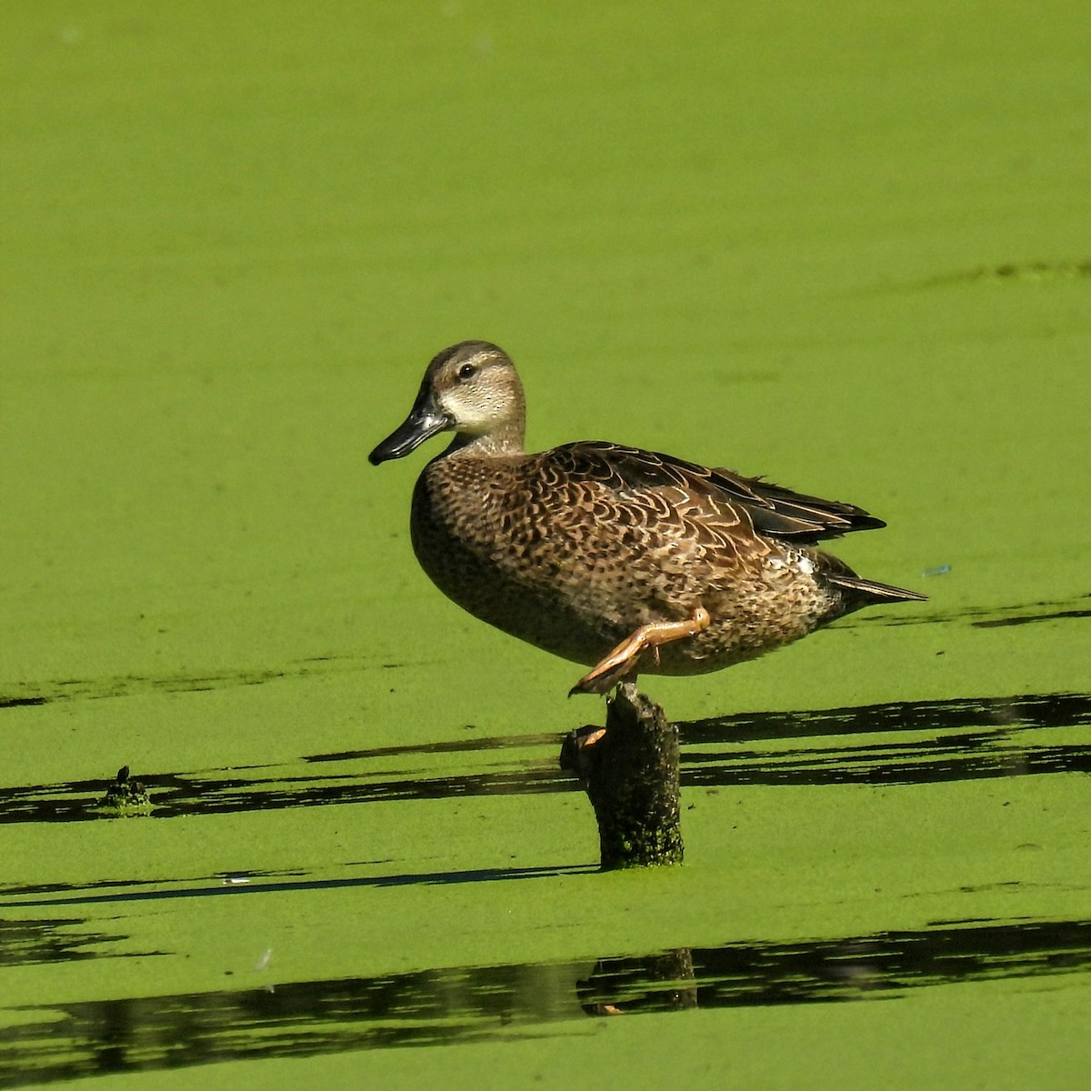 Blue-winged Teal - ML646484944