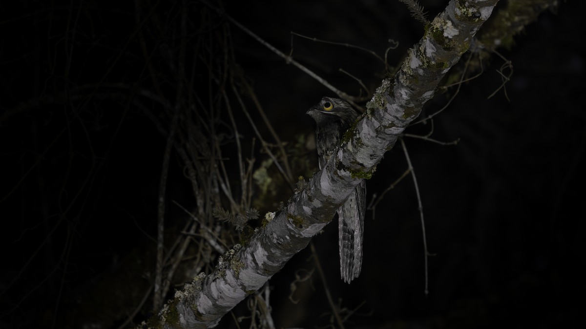 Nictibio Urutaú - ML646484946