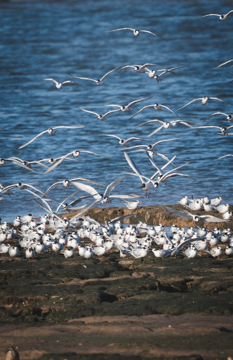 South American Tern - ML646484948