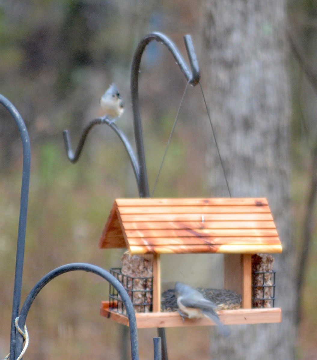 Tufted Titmouse - ML646484951