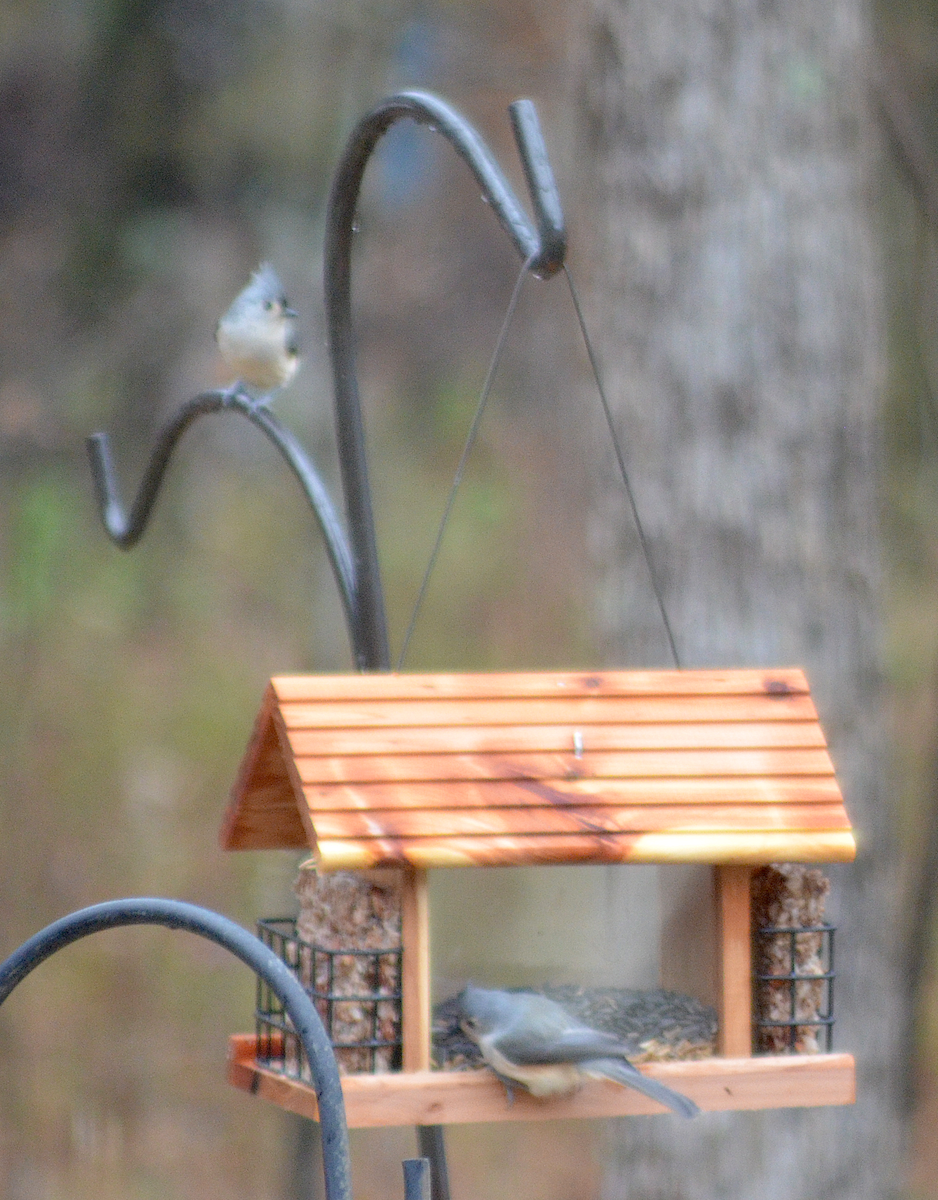Tufted Titmouse - ML646484952