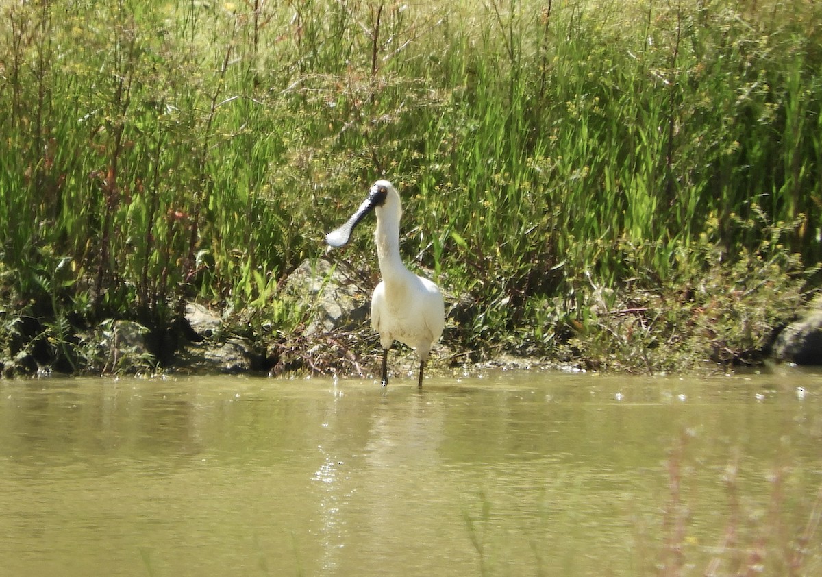 Spatule royale - ML646484955