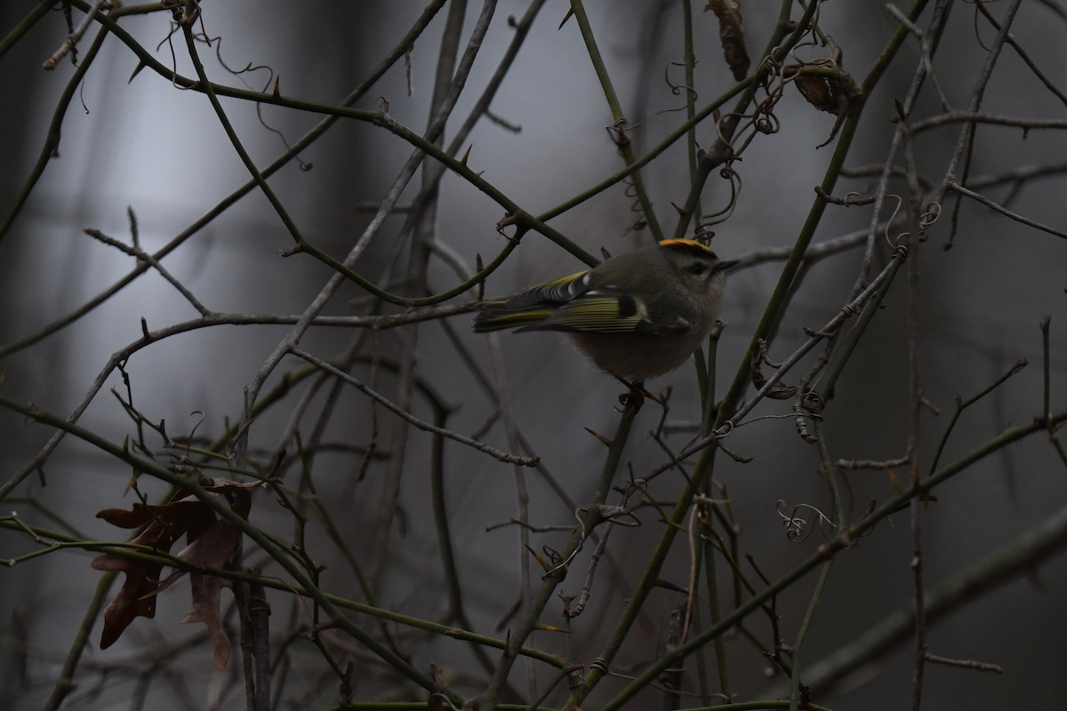 Golden-crowned Kinglet - ML646484958
