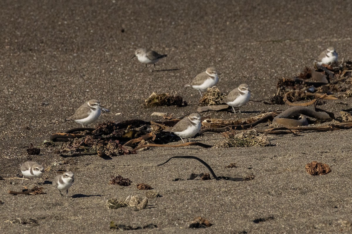 Snowy Plover - ML646484961