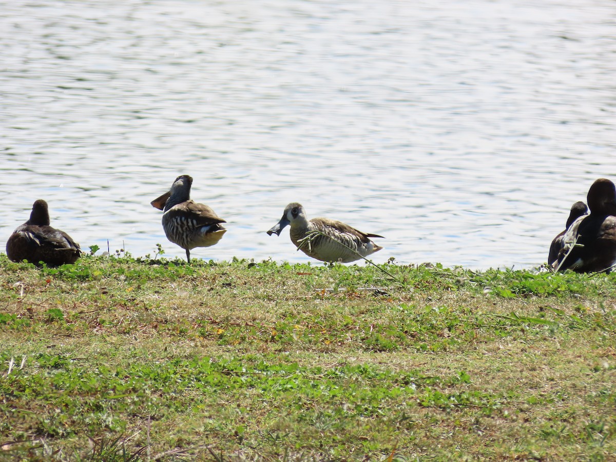 Pink-eared Duck - ML646484962