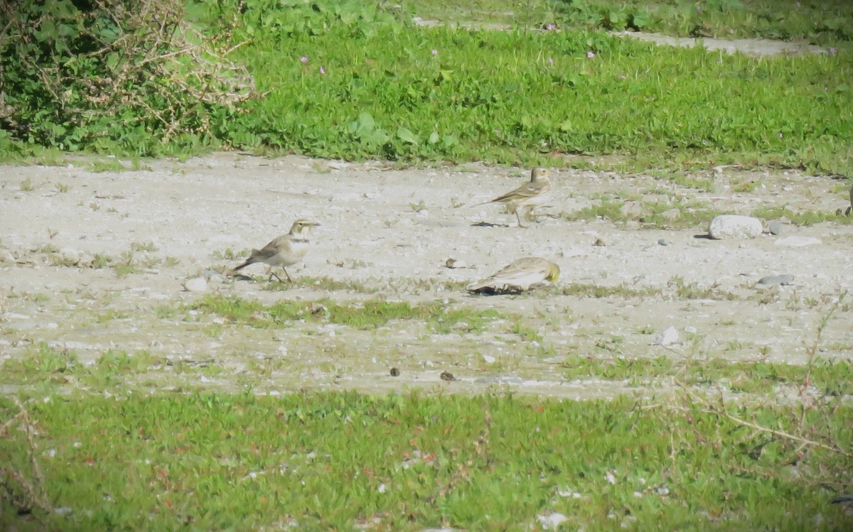 Allodola golagialla - ML646484963